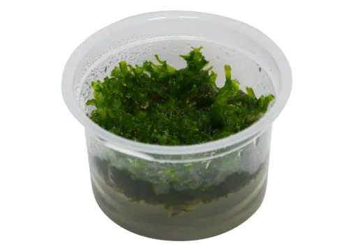 Moerings Monosolenium Tenerum | In Vitro Cup