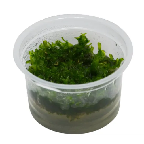 Easy Grow Monosolenium Tenerum | In Vitro Cup
