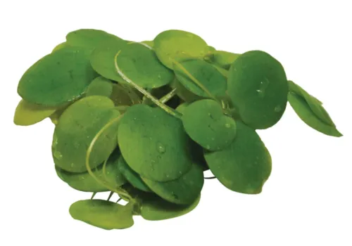 Easy Grow Limnobium Leavigatum | In Vitrocup