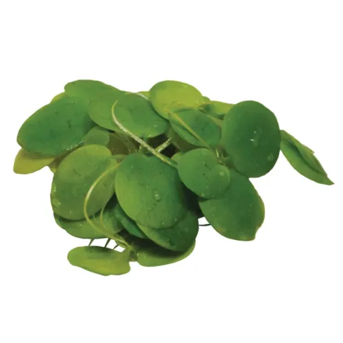 Easy Grow Limnobium Leavigatum | In Vitrocup