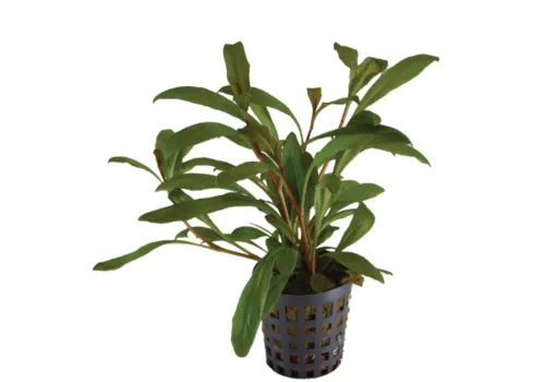 Aquafleur Lysimachia Parvifolia | In 5CM Pot