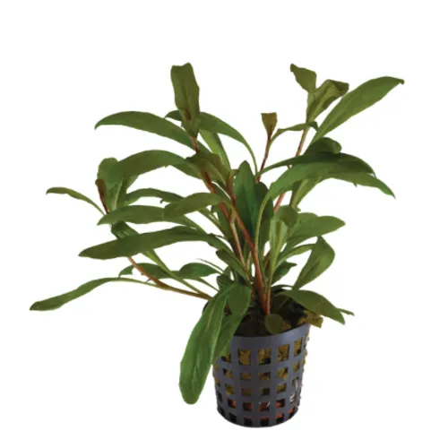 Aquafleur Lysimachia Parvifolia | In 5CM Pot