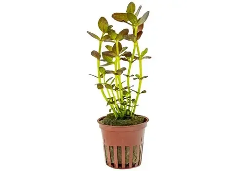 Aquafleur Bacopa Salsmannii Purple | 5CM Pot
