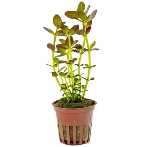 Aquafleur Bacopa Salsmannii Purple | 5CM Pot
