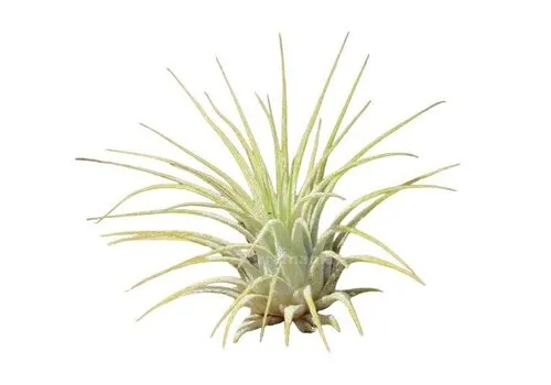 JUNAVERA Tillandsia Ionantha