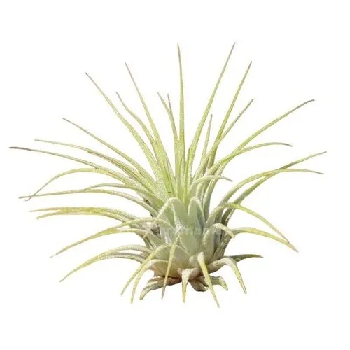 JUNAVERA Tillandsia Ionantha
