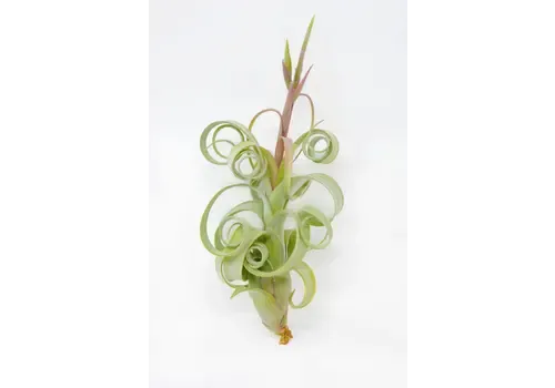Junai.nl Tillandsia Curly Bonsai