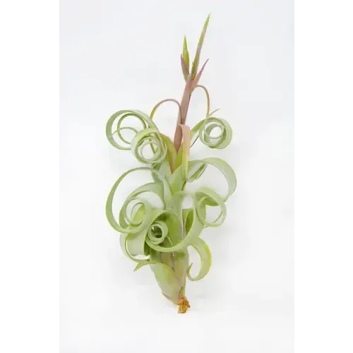Junai.nl Tillandsia Curly Bonsai