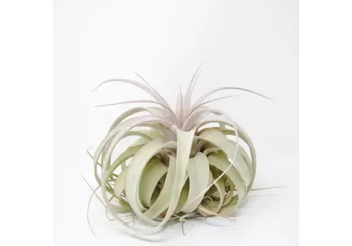 Junai.nl Tillandsia Xerographica