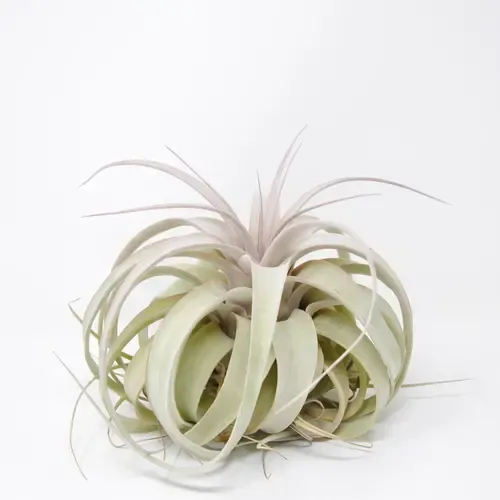 JUNAVERA Tillandsia Xerographica