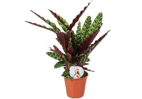 Junai.nl Calathea Lancifolia | In  17 cm Pot