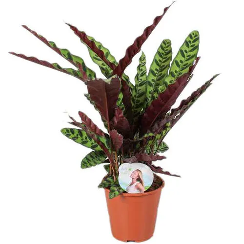 Junai.nl Calathea Lancifolia | In  17 cm Pot