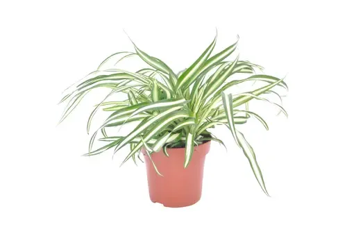 Junai.nl Chlorophyturns Comosum Atlantic | In 12 cm Pot