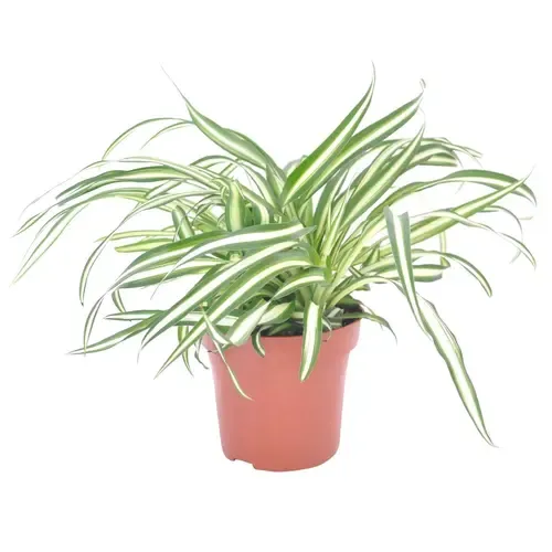 Junai.nl Chlorophyturns Comosum Atlantic | In 12 cm Pot