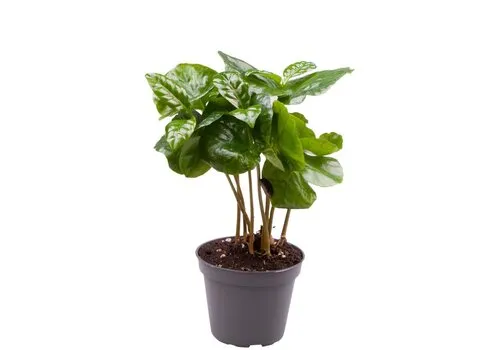 Junai.nl Coffea Arabica | In 12 cm Pot
