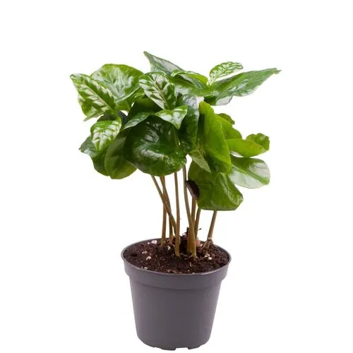 Junai.nl Coffea Arabica | In 12 cm Pot
