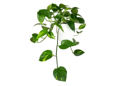 Junai.nl Epipremnum Aureum | In 12 cm Pot