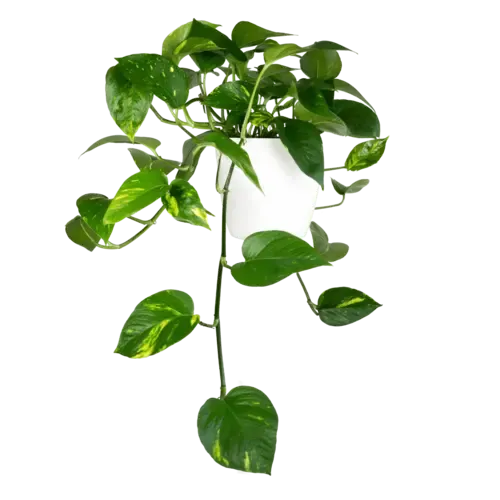 Junai.nl Epipremnum Aureum | In 12 cm Pot