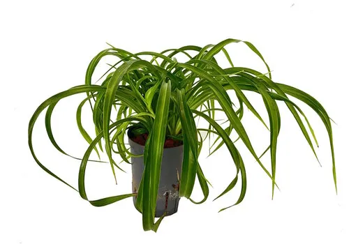 Junavera Chlorophytum Comosum Green Bonnie | In 13 cm Pot