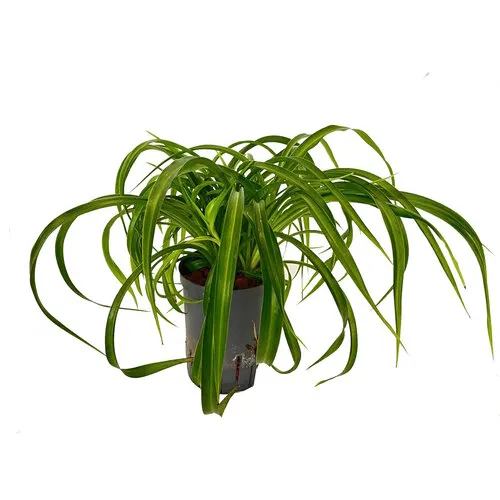 Junai.nl Chlorophytum Comosum Green Bonnie | In 13 cm Pot