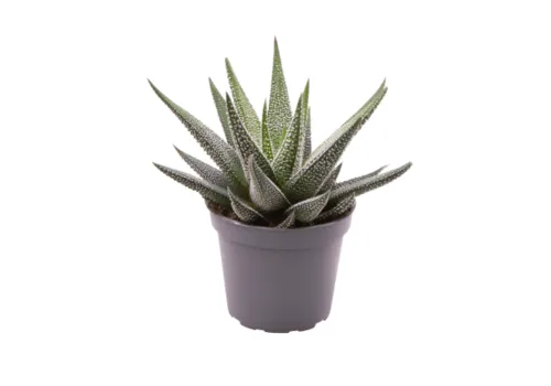 JUNAVERA Haworthia Concolor | In 10 cm Pot