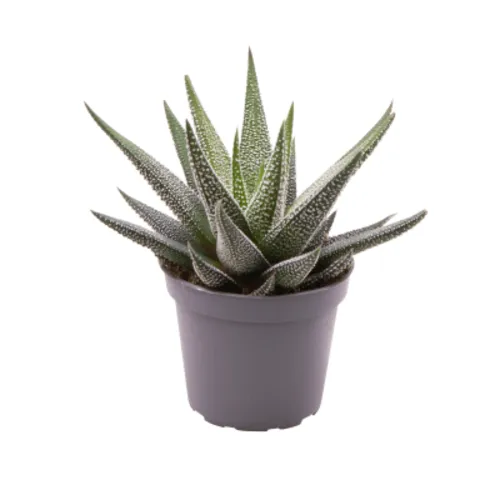 Junai.nl Haworthia Concolor | In 10 cm Pot