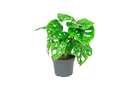 Junai.nl Monstera Adansonii | In 12 cm Pot