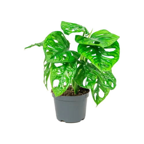 Junai.nl Monstera Adansonii | In 12 cm Pot