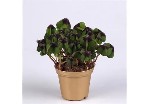 JUNAVERA Oxalis Deppei | In 12 cm Pot