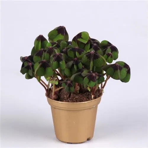 Junai.nl Oxalis Deppei | In 12 cm Pot