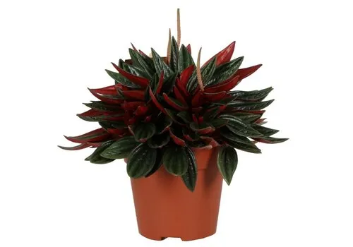 JUNAVERA Peperomia Caperata Rosso | In 10 cm Pot
