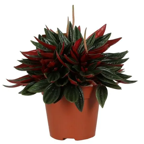 JUNAVERA Peperomia Caperata Rosso | In 10 cm Pot