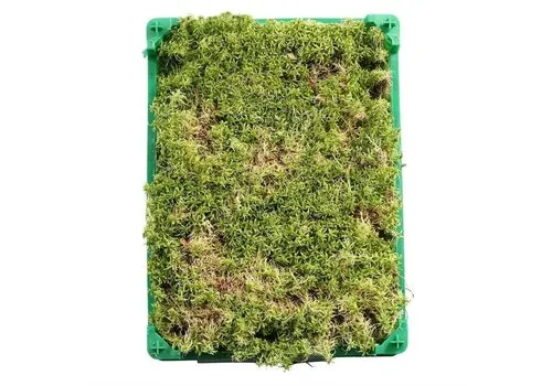 Junai.nl Levend Sphagnum Mos in Krat - 5 Liter