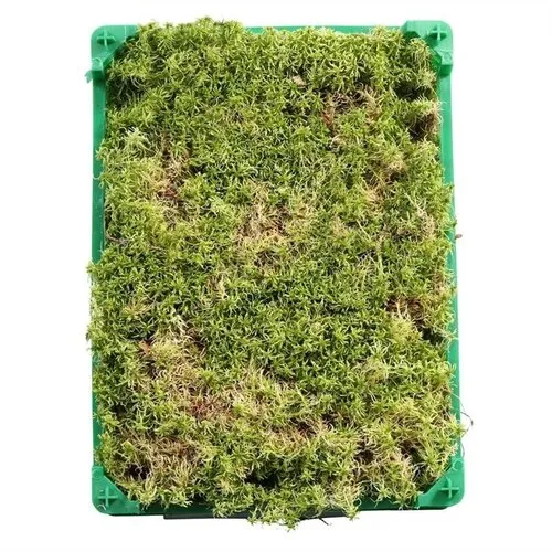 Junai.nl Levend Sphagnum Mos in Krat - 5 Liter