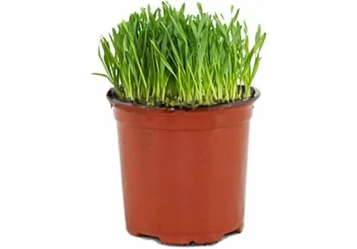 Junavera Kattengras op basis van tarwekiemen | In 12 cm Pot