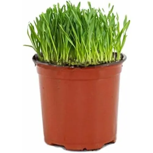 Junai.nl Kattengras op basis van tarwekiemen | In 12 cm Pot