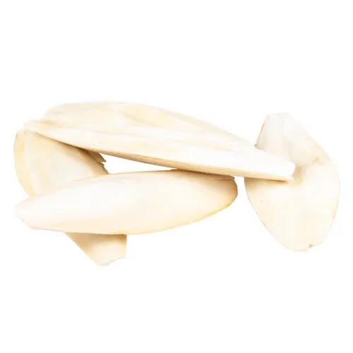 Witte Molen Sepiaschaal 5KG 15-28CM