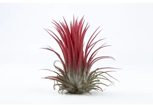 JUNAVERA Tillandsia Rood | Luchtplant | ca. 6 cm | Per stuk