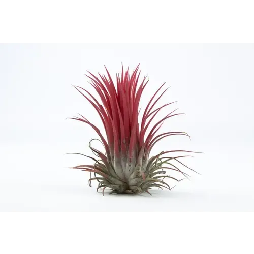 JUNAVERA Tillandsia Rood | Luchtplant | ca. 6 cm | Per stuk