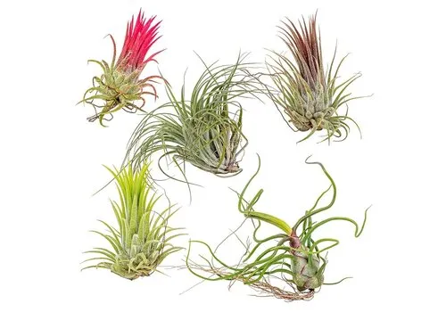 Junai.nl Tillandsia Mix Set van 5
