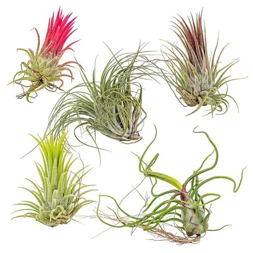 JUNAVERA Tillandsia Mix Set van 5