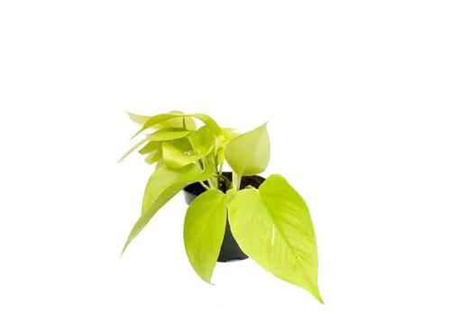 JUNAVERA Epipremnum Golden Pothos | In 12 cm Pot
