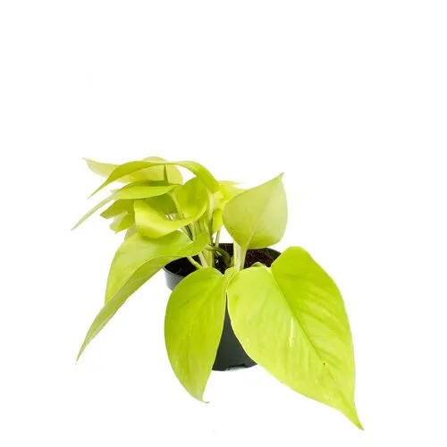 JUNAVERA Epipremnum Golden Pothos | In 12 cm Pot
