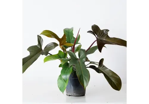 Junai.nl Philodendron Florida Bronze  | In 12 cm Pot