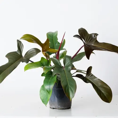 Junai.nl Philodendron Florida Bronze  | In 12 cm Pot