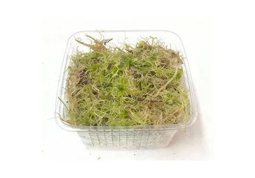 Junai.nl Levend Sphagnum Mos in Bakje +/-  50  Gram
