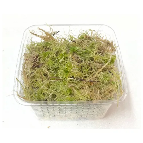 Junai.nl Levend Sphagnum Mos in Bakje +/-  50  Gram
