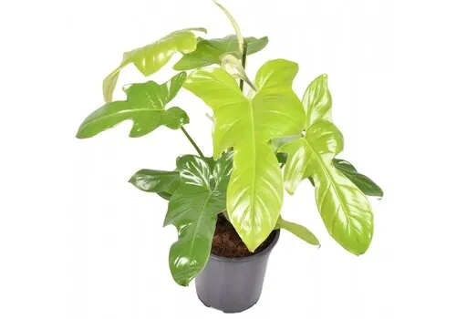 JUNAVERA Philodendron Golden Violin | In 12 cm Pot