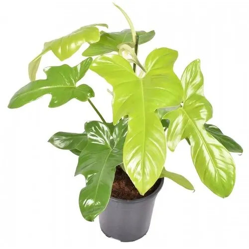 JUNAVERA Philodendron Golden Violin | In 12 cm Pot
