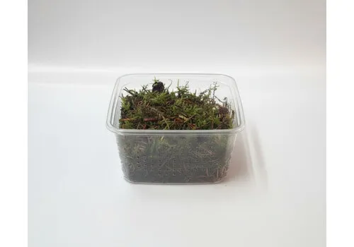 Junai.nl Mos Gemengd in Bakje +- 50 gram